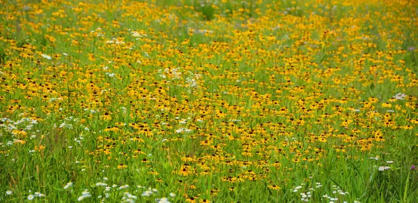 Summer Field Rudbeckia Flowers Landscape Eastern Township Quebec Province Canada — Stock Photo, Image