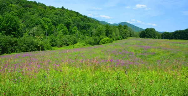 Hermoso Paisaje Con Campo Lavanda — Foto de Stock