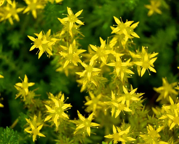 Belas Flores Amarelas Jardim — Fotografia de Stock