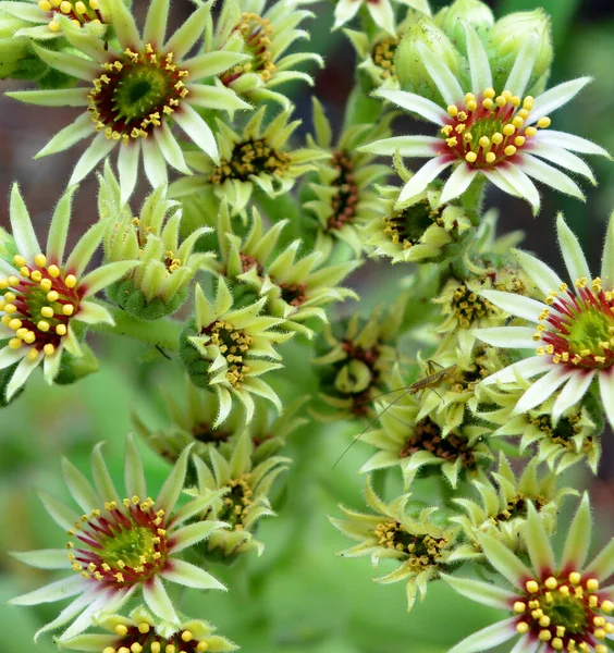 Квіти Седу Великий Рід Квіткових Рослин Родині Crassulaceae Члени Яких — стокове фото