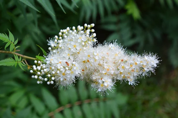 Rhus Typhina Staghorn Sumac Una Specie Pianta Fiore Della Famiglia — Foto Stock