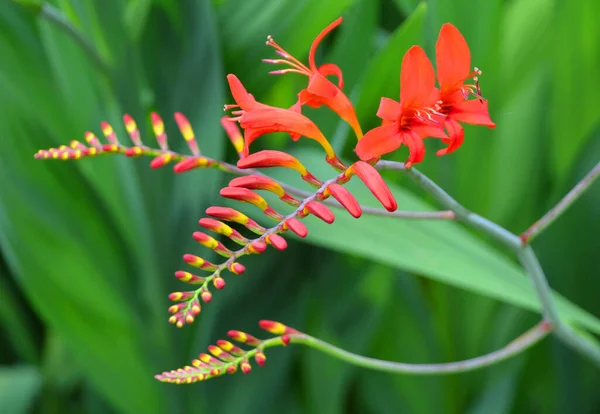 Crocosmia Malý Rod Kvetoucích Rostlin Čeledi Iris Iridaceae Původem Luk — Stock fotografie