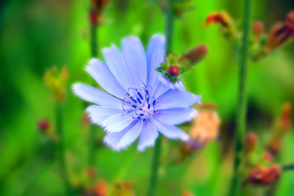 Belle Fleur Dans Jardin Vert — Photo