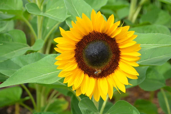 ひまわりはアメリカ原産の年間植物です 大きな花序を持ち 花の形やイメージに由来することが多く 太陽を表現する際によく用いられます — ストック写真