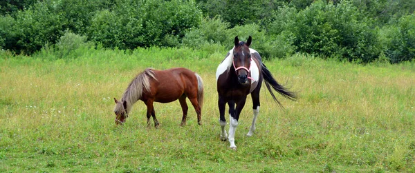 Jeunes Chevaux Sur Terrain Saison Estivale Dans Canton Est Québec — Photo