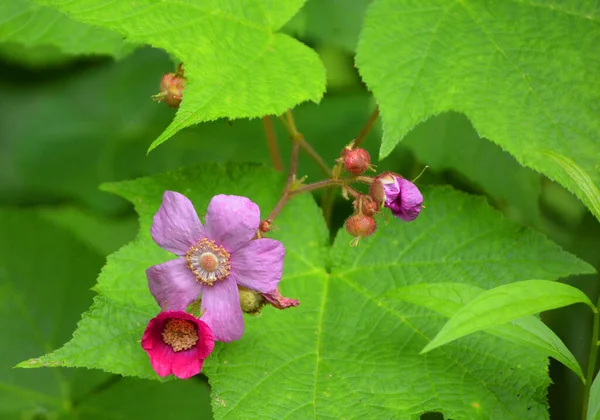 Hermosas Flores Jardín Verde — Foto de Stock