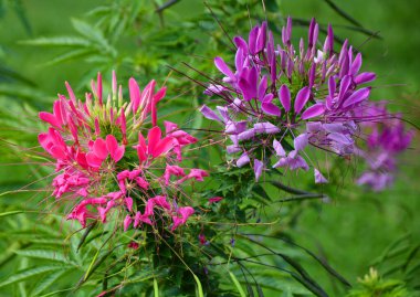Phlox paniculata, fenikgiller (Polemoniaceae) familyasından bir bitki türü. Amerika Birleşik Devletleri 'nin doğu ve orta kesimlerine özgüdür. Ilıman bölgelerde yaygın olarak yetiştirilir.