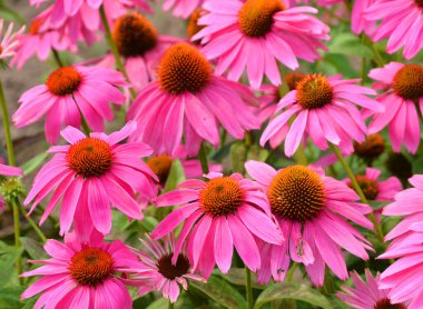 Rudbeckia. Türler genellikle koni çiçekleri ve siyah gözlü susanlar olarak adlandırılır; hepsi Kuzey Amerika 'ya özgüdür ve birçok tür gösterişli sarı veya altın çiçekli başları için bahçelerde yetiştirilir..