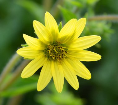 Silphium perfoliatum, Asteraceae familyasından Doğu ve Orta Amerika 'da yetişen bir bitki türüdür..