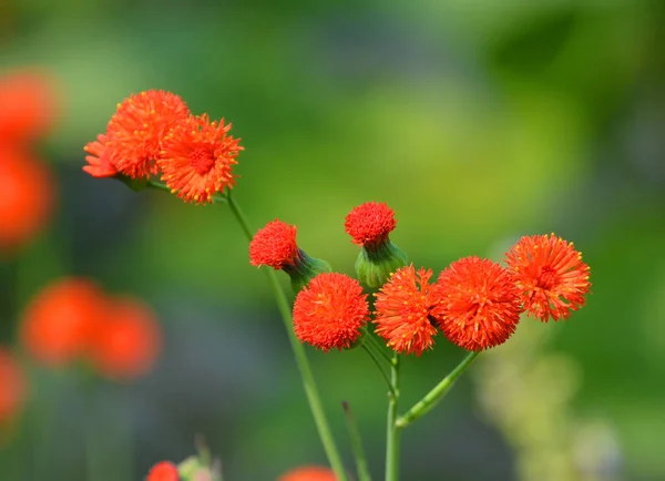 Emilia Genus Herbaceous Plants Family Sunflower Family Known Tassel Flower — Stock Photo, Image