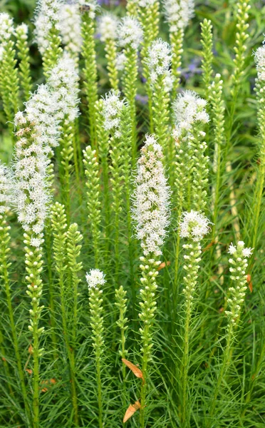 Liatris Spicata Densa Estrela Ardente Pena Gay Pradaria Uma Planta — Fotografia de Stock