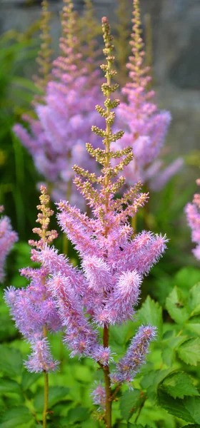 Hjärtbladig Speedwell Veronica Derwentiana Allmänt Känd Som Dergo Speedwell Blommande — Stockfoto