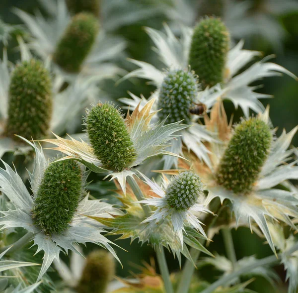 Chardon Est Nom Commun Groupe Plantes Fleurs Caractérisées Par Des — Photo