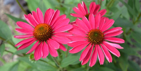 Rudbeckia Las Especies Son Comúnmente Llamadas Coneflower Black Eyed Susans — Foto de Stock