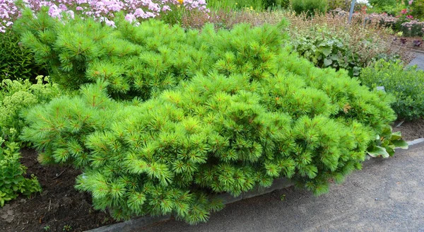 Pinus Strobus Vanligen Benämnd Östra Norra Vit Tall Eller Weymouth — Stockfoto