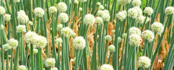 Allium Rod Onokotypních Kvetoucích Rostlin Který Zahrnuje Stovky Druhů — Stock fotografie