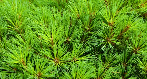 Pinus Strobus Comúnmente Denominado Pino Blanco Del Este Del Norte Imagen De Stock