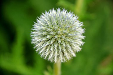 Dünya devedikeni eski dünya özelliklerine sahip çağdaş görünümlü bir çiçektir: küresel mavi çiçekleri yaz sınırında tutuklanıyor