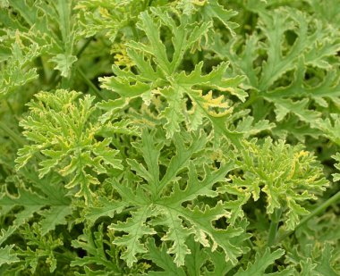 Pelargonium, genellikle sardunya, pelargonyum ya da leylek gagası olarak bilinen 280 tür daimi bitki, suluk ve çalıdan oluşan bir bitki cinsidir..