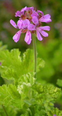 Pelargonium, genellikle sardunya, pelargonyum ya da leylek gagası olarak bilinen 280 tür daimi bitki, suluk ve çalıdan oluşan bir bitki cinsidir..
