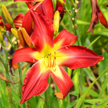 Amaryllis, Amaryllidinae kabilesindeki tek cinstir. Çiçek açan ampullerin iki türü olan küçük bir cinsidir..