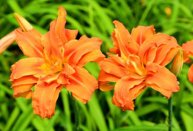 Amaryllis, Amaryllidinae kabilesindeki tek cinstir. Çiçek açan ampullerin iki türü olan küçük bir cinsidir..