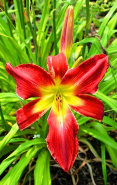 Amaryllis, Amaryllidinae kabilesindeki tek cinstir. Çiçek açan ampullerin iki türü olan küçük bir cinsidir..