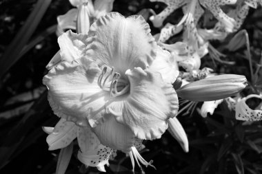 Amaryllis, Amaryllidinae kabilesindeki tek cinstir. Çiçek açan ampullerin iki türü olan küçük bir cinsidir..