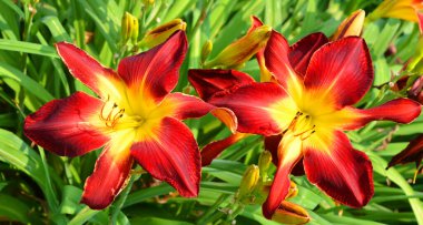 Amaryllis, Amaryllidinae kabilesindeki tek cinstir. Çiçek açan ampullerin iki türü olan küçük bir cinsidir..