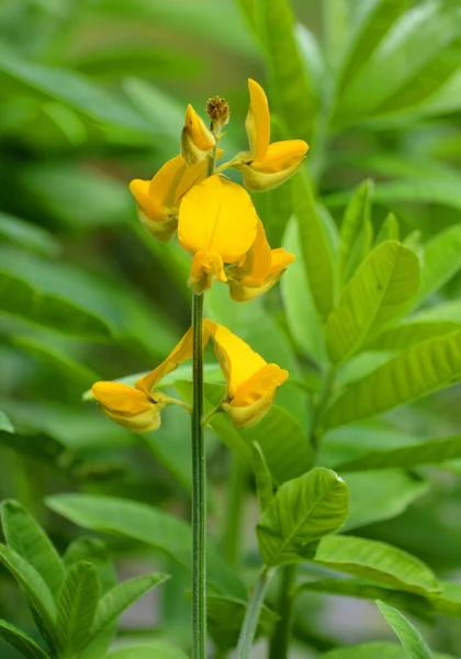 Apocynum Cannabinum Dogbane Amy Root Cáñamo Dogbane Pradera Dogbane Cáñamo —  Fotos de Stock