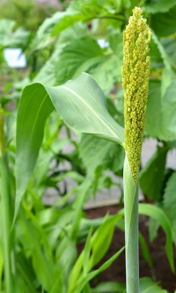 Sorgho Est Genre Plantes Famille Des Poaceae Certaines Ces Espèces — Photo