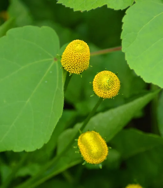 Flores Amarillas Jardín Verde — Foto de Stock