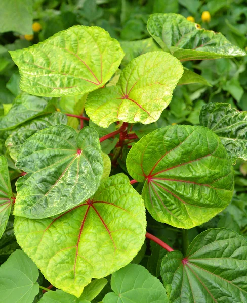 アイビカ Abelmoschus Manihot の葉は マルバセア科の開花植物です 以前はハイビスカスの一種と考えられていたが 現在ではアベルモスクス属に分類されている — ストック写真