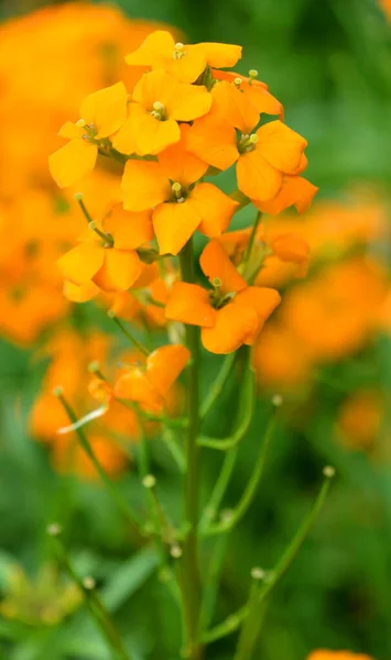 Orangefarbene Blumen Grünen Garten — Stockfoto