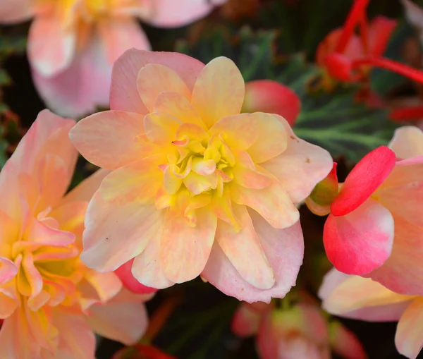 Begonia Flower Genus Perennial Flowering Plants Family Begoniaceae Genus Contains — Stock Photo, Image