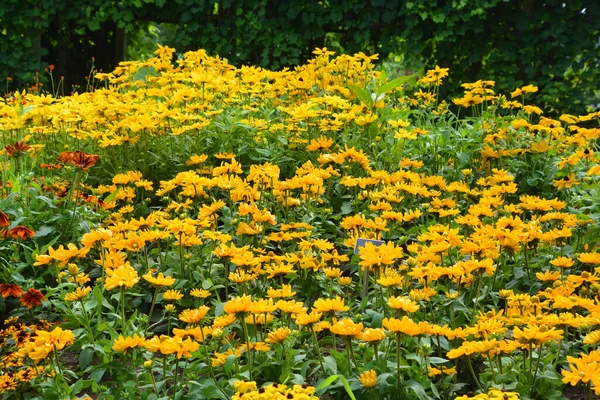 Rudbeckia Druhy Běžně Nazývají Kuželovití Černookí Susané Všechny Jsou Původem — Stock fotografie