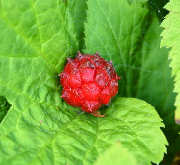 Goldenseal Hydrastis Canadensis Orangeroot Yellow Puccoon 캐나다 남동부와 동부에 자생하는 — 스톡 사진