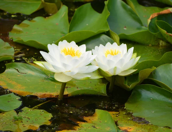 菊科是一个开花植物科 这个家族的成员通常被称为水百合 — 图库照片