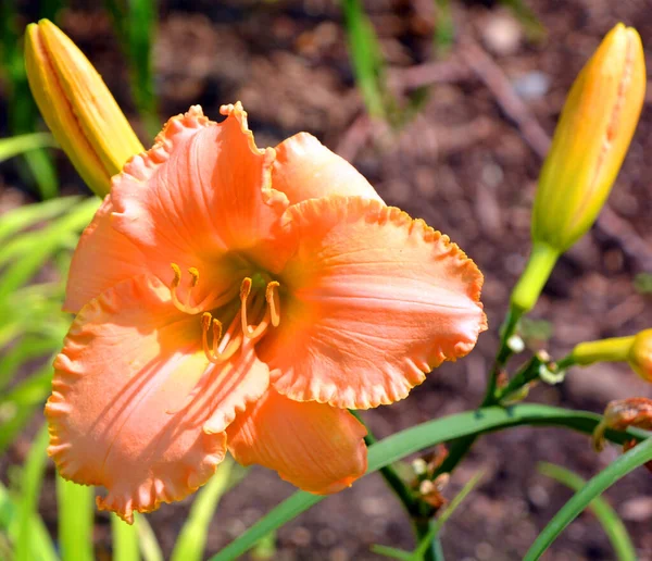 Amaryllis Ist Die Einzige Gattung Unterstamm Amaryllidinae Stamm Amaryllideae Ist — Stockfoto