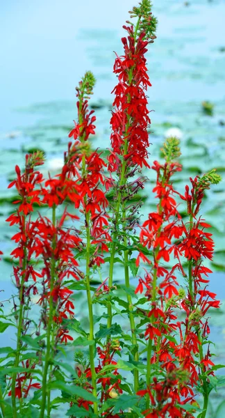 Lobelia Rod Velký Několika Ročních Trvalých Druhů Červenými Květy Jako — Stock fotografie