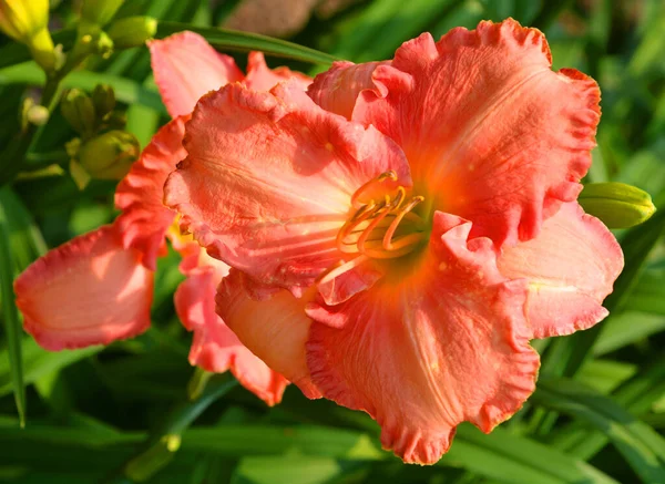 Amaryllis Ist Die Einzige Gattung Unterstamm Amaryllidinae Stamm Amaryllideae Ist — Stockfoto