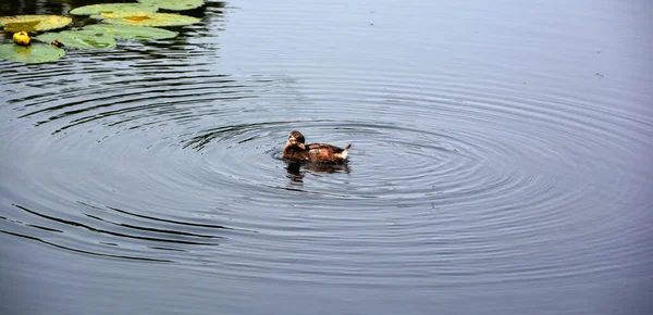 American Coot Fulica Americana Also Known Mud Hen Pouldeau Bird — Stock Photo, Image