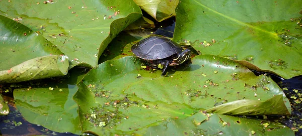 Tortue Géographique Graptemys Geographica Est Une Tortue Aquatique Famille Des — Photo