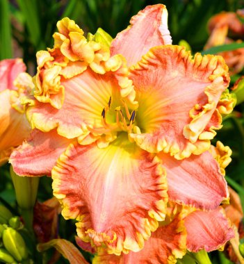 Amaryllis, Amaryllidinae kabilesindeki tek cinstir. Çiçek açan ampullerin iki türü olan küçük bir cinsidir..