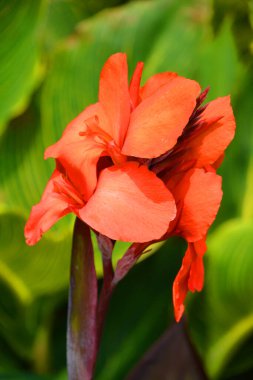 Amaryllis, Amaryllidinae kabilesindeki tek cinstir. Çiçek açan ampullerin iki türü olan küçük bir cinsidir..