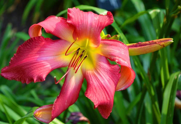 Amaryllis Único Género Subtribu Amaryllidinae Tribu Amaryllideae Pequeño Género Bulbos — Foto de Stock