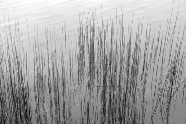 Equisetum Hyemale Ruwe Paardenstaart Schuurspits Geurstaartpaardenstaart Zuid Afrika Als Slangengras — Stockfoto