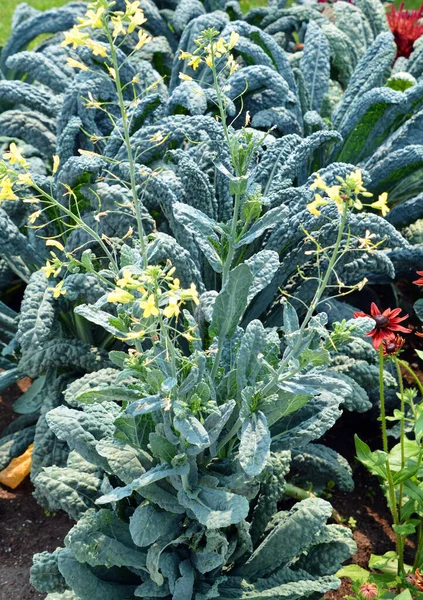 Cavoli Rapa Cavoli Foglia Appartengono Gruppo Cultivar Cavolo Brassica Oleracea — Foto Stock