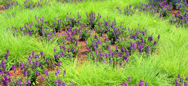 초원의 아름다운 라벤더 — 스톡 사진