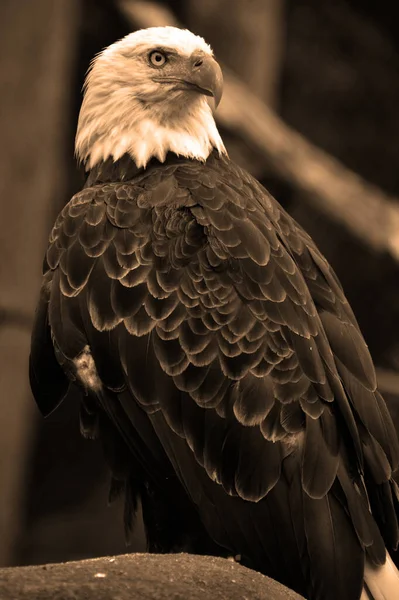 The bald eagle is a bird of prey found in North America. A sea eagle, it has two known subspecies and forms a species pair with the white-tailed eagle. Its range includes most of Canada and Alaska